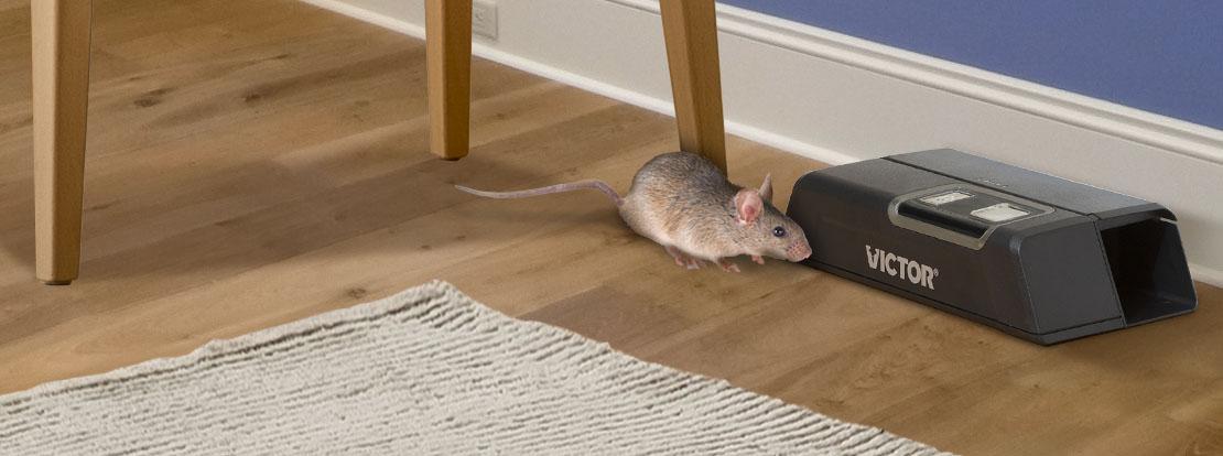 Mouse Trap News: Examining the Legitimacy of a Satirical News Source